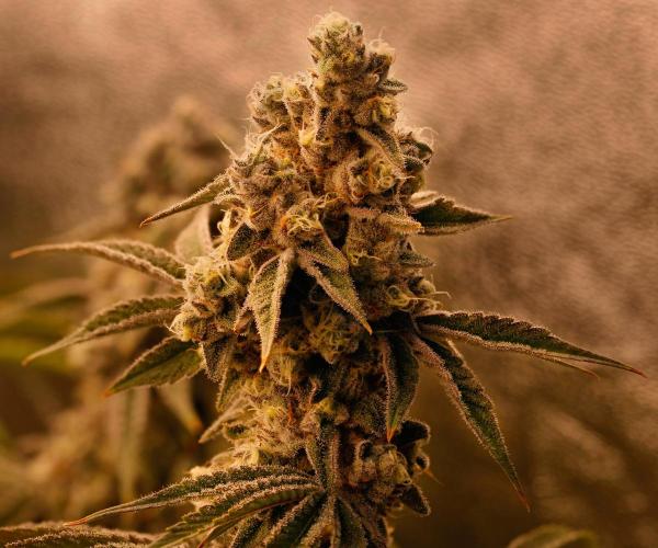 ChickenWafflez, Hella Jelly, Nutter Butt. Week 12 - fd49 MR Headbud