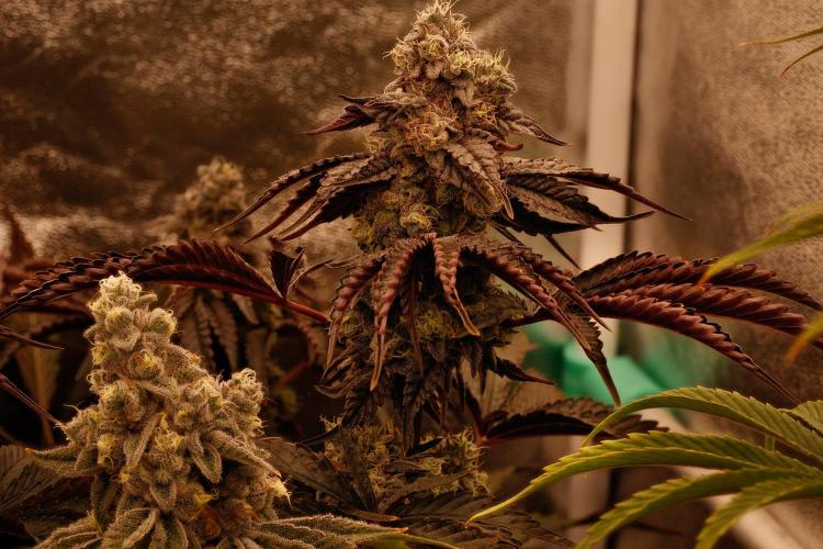 ChickenWafflez, Hella Jelly, Nutter Butt. Week 12 - fd49 Vanilla Creme Pie