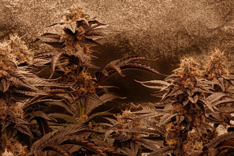 ChickenWafflez, Hella Jelly, Nutter Butt. Week 12 - fd49 Nutter Budder