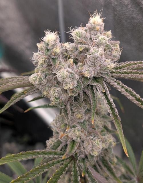 ChickenWafflez, Hella Jelly, Nutter Butt. Week 12 - MR lightbleach