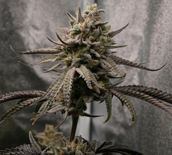 ChickenWafflez, Hella Jelly, Nutter Butt. Week 12 - fd55 CW