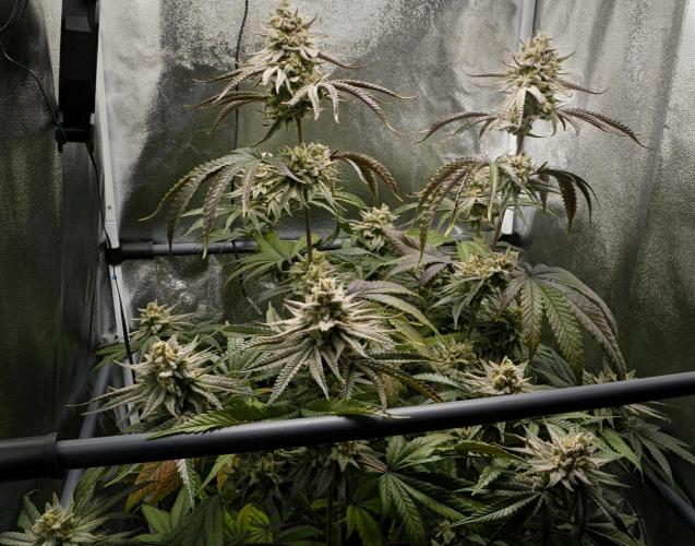 ChickenWafflez, Hella Jelly, Nutter Butt. Week 12 - fd55 CW