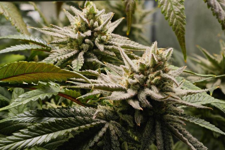 ChickenWafflez, Hella Jelly, Nutter Butt. Week 12 - fd55 CW