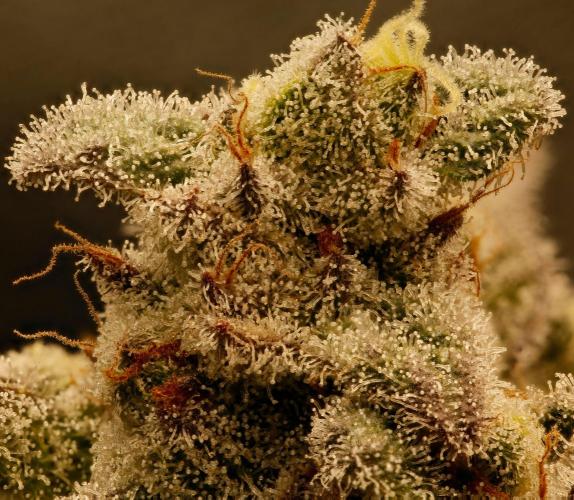 ChickenWafflez, Hella Jelly, Nutter Butt. Week 12 - fd55 CW