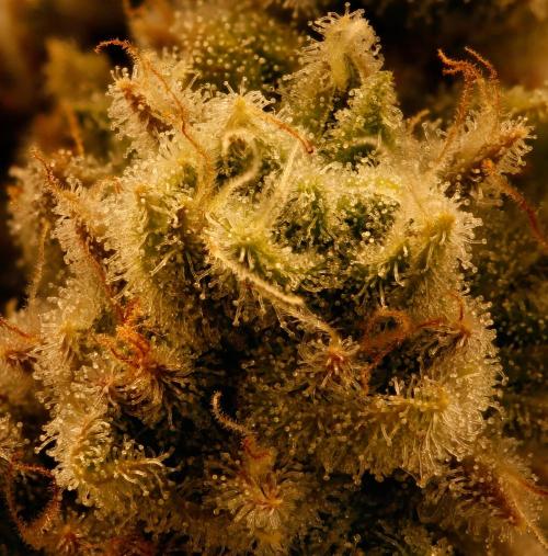ChickenWafflez, Hella Jelly, Nutter Butt. Week 12 - fd55 HJ