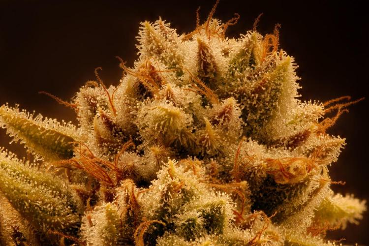 ChickenWafflez, Hella Jelly, Nutter Butt. Week 13 - fd60 HJ