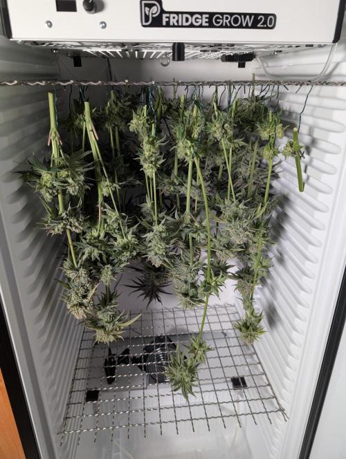 ChickenWafflez, Hella Jelly, Nutter Butt. Week 13 - fd60 HJ+CW
