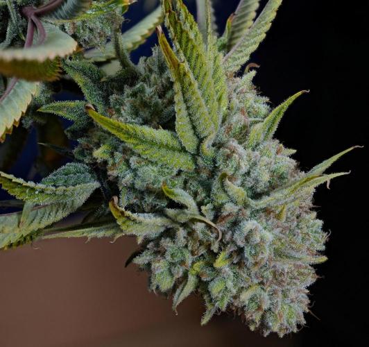 ChickenWafflez, Hella Jelly, Nutter Butt. Week 14 - Hella Jelly fd60