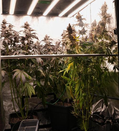 ChickenWafflez, Hella Jelly, Nutter Butt. Week 14 - fd69