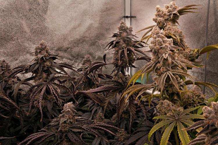 ChickenWafflez, Hella Jelly, Nutter Butt. Week 13 - fd63