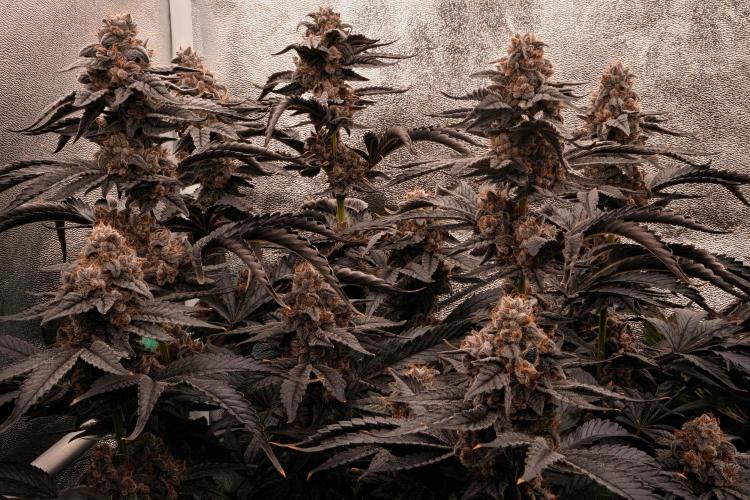 ChickenWafflez, Hella Jelly, Nutter Butt. Week 13 - NB fd63