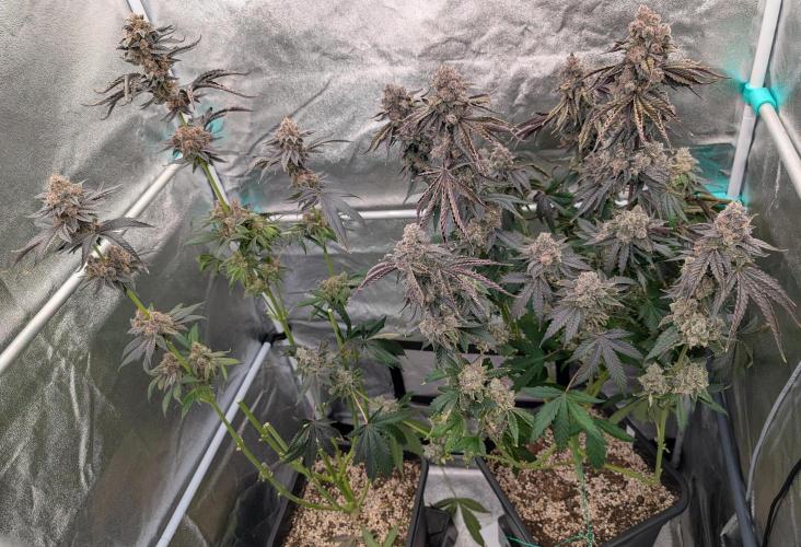 ChickenWafflez, Hella Jelly, Nutter Butt. Week 15 - fd72 rest
