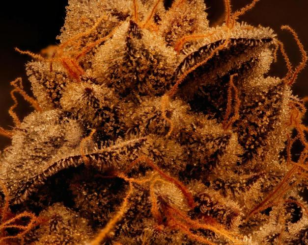 ChickenWafflez, Hella Jelly, Nutter Butt. Week 15 - fd72 NB