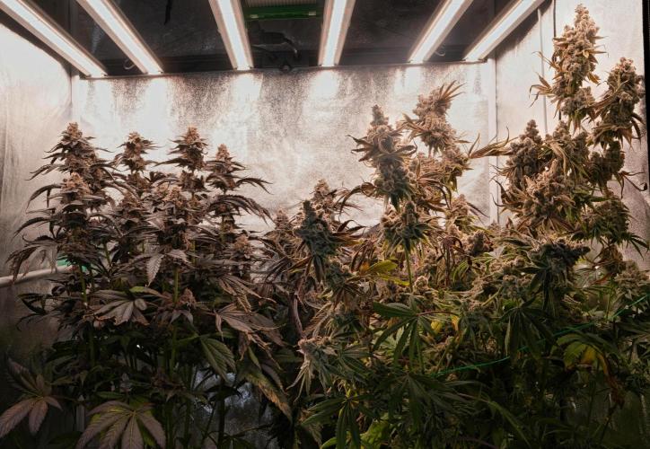 ChickenWafflez, Hella Jelly, Nutter Butt. Week 15 - fd72 all