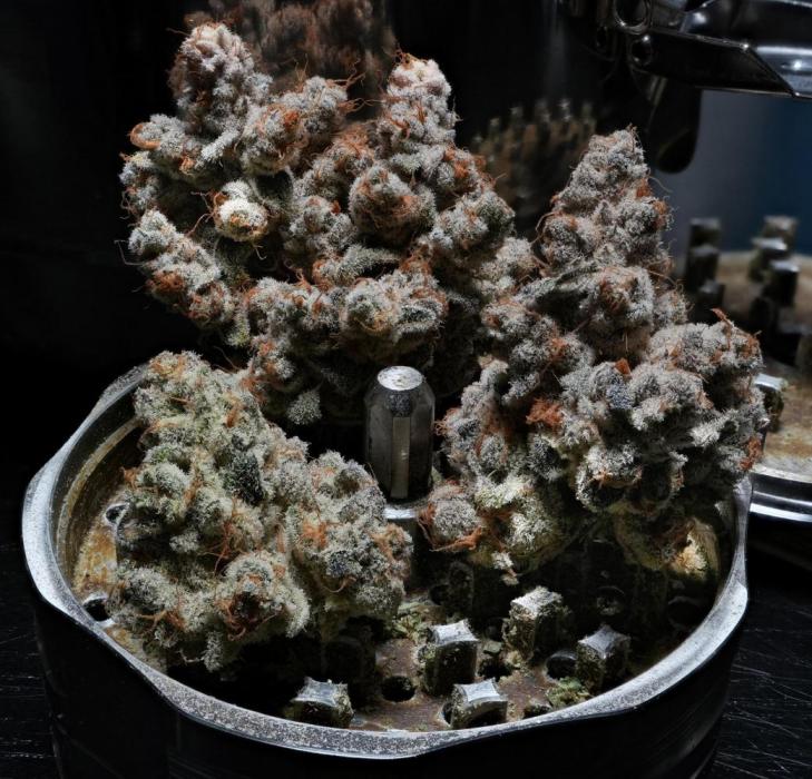ChickenWafflez, Hella Jelly, Nutter Butt. Week 16 - Melonade Runtz