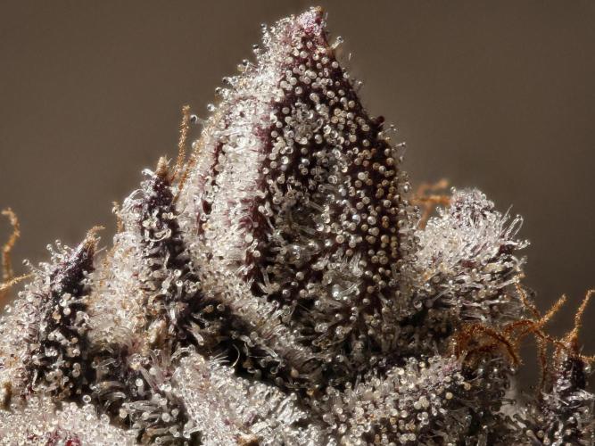 ChickenWafflez, Hella Jelly, Nutter Butt. Week 16 - VCP