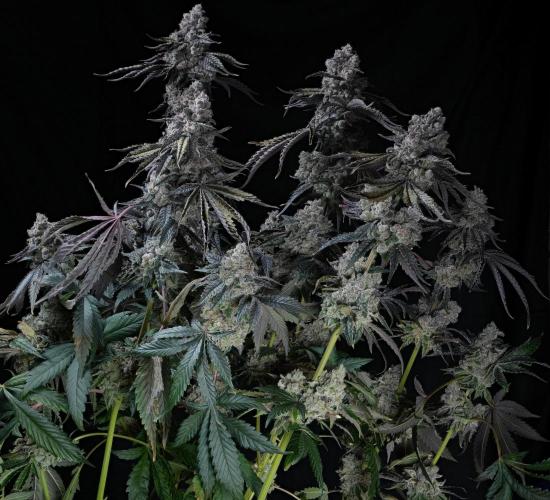 ChickenWafflez, Hella Jelly, Nutter Butt. Week 16 - VCP