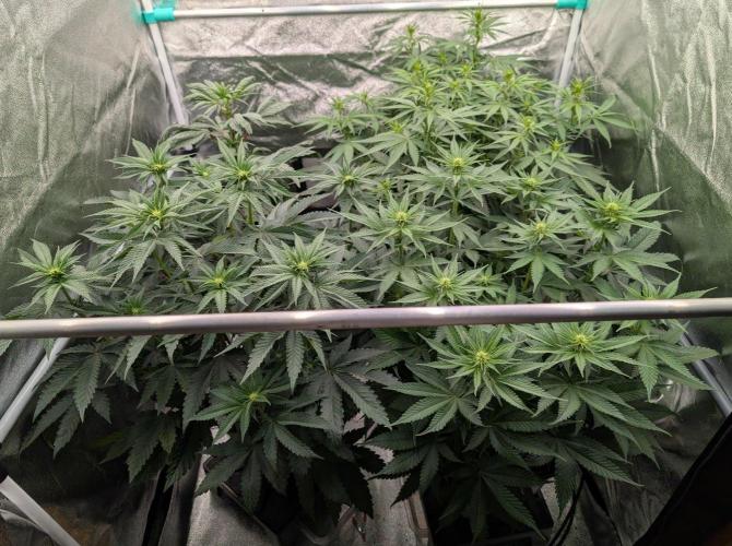 Apollo, G13 Genius, Gushmints RS11. Week 7 - day47/fd12