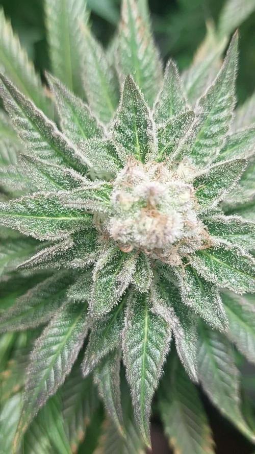 Cultivo Ciclo 13/11