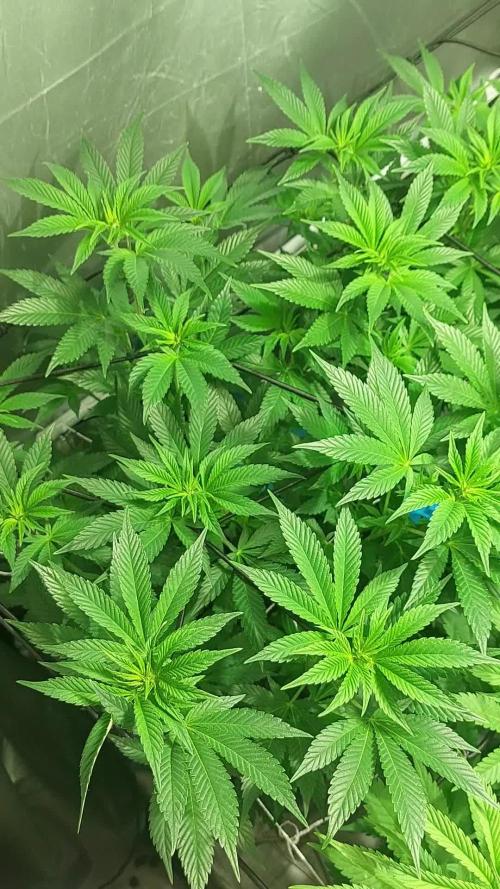 Cookies Kush: ciclo 13/11