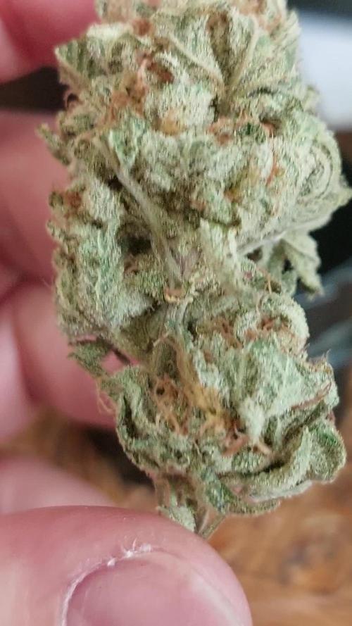 Truffles Treats x Head Banger