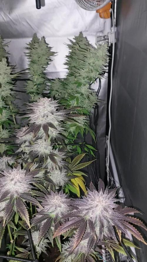 Cookies Kush: ciclo 13/11