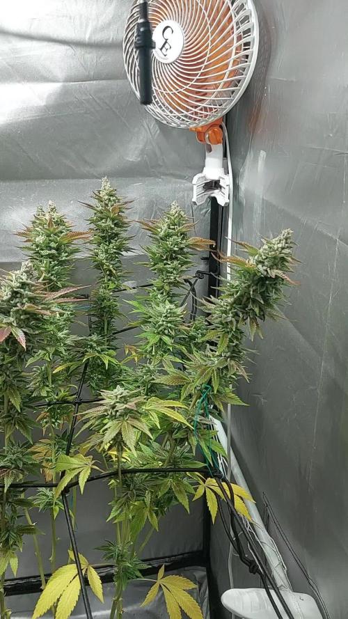 Cookies Kush: ciclo 13/11