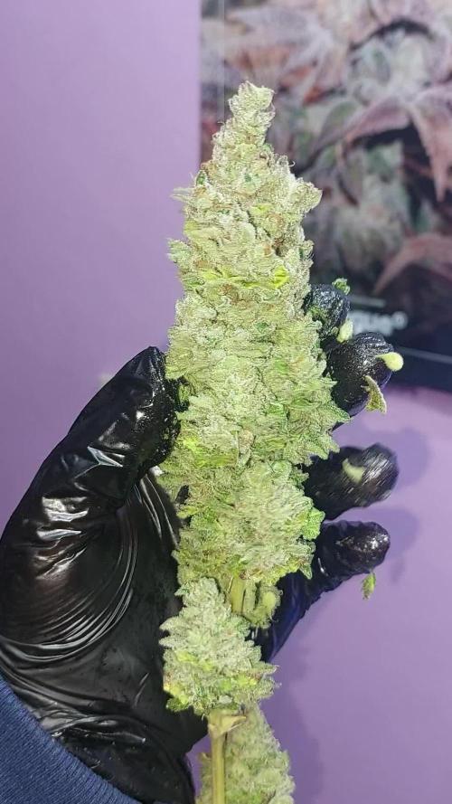 Cookies Kush: ciclo 13/11