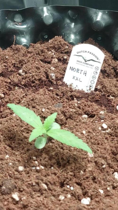 Mix auto - BSF y Dutch Passion