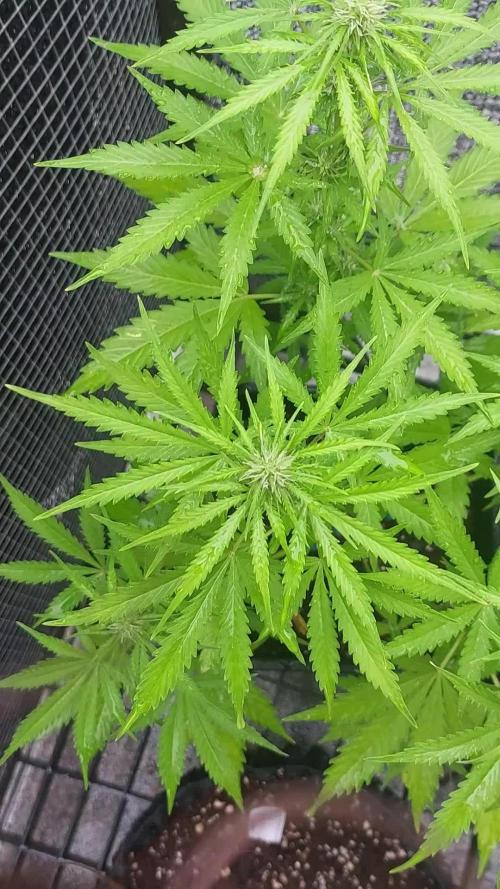 Mix auto - BSF y Dutch Passion