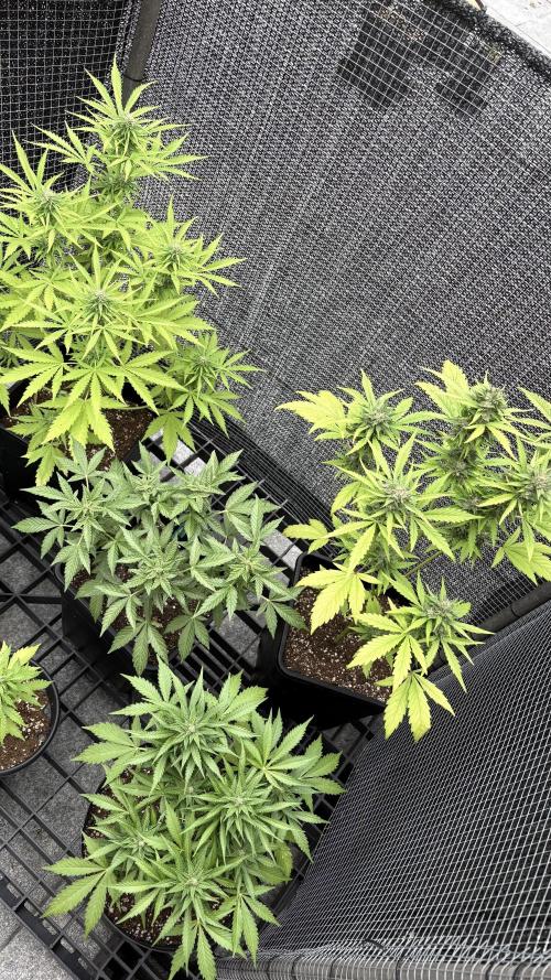 Mix auto - BSF y Dutch Passion. Week 9