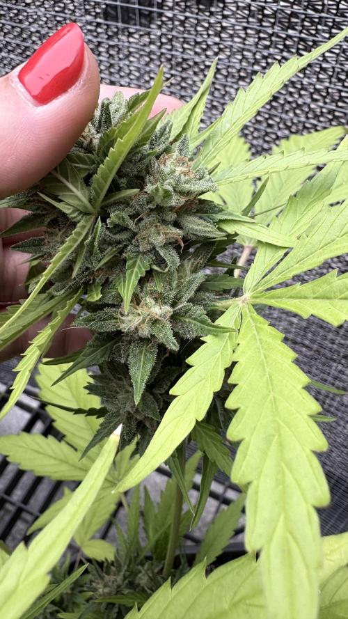 Mix auto - BSF y Dutch Passion. Week 9