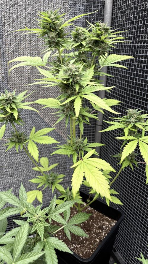 Mix auto - BSF y Dutch Passion. Week 9