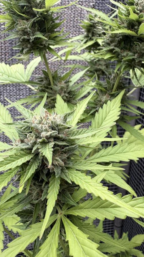 Mix auto - BSF y Dutch Passion. Week 9