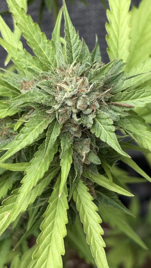 Mix auto - BSF y Dutch Passion. Week 9