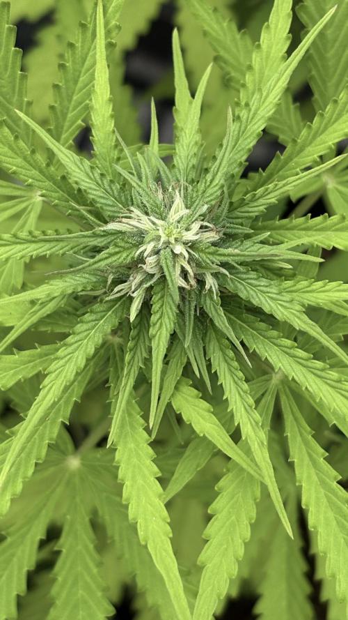 Mix auto - BSF y Dutch Passion. Week 9