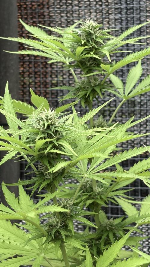 Mix auto - BSF y Dutch Passion. Week 9