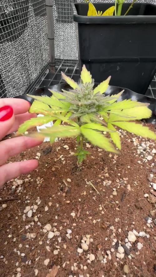 Mix auto - BSF y Dutch Passion