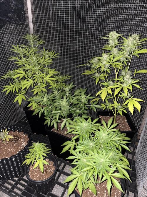 Mix auto - BSF y Dutch Passion. Week 9