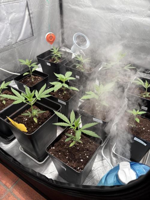 ultimo ciclo del año🌱💚. Week 4