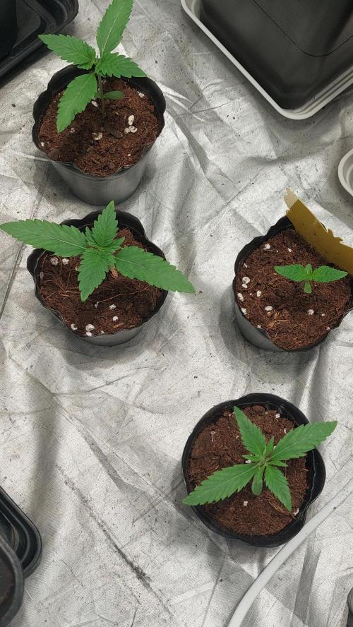 Oreoz Milkshake. Week 1