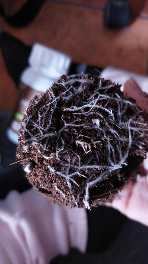 Oreoz Milkshake. Week 1