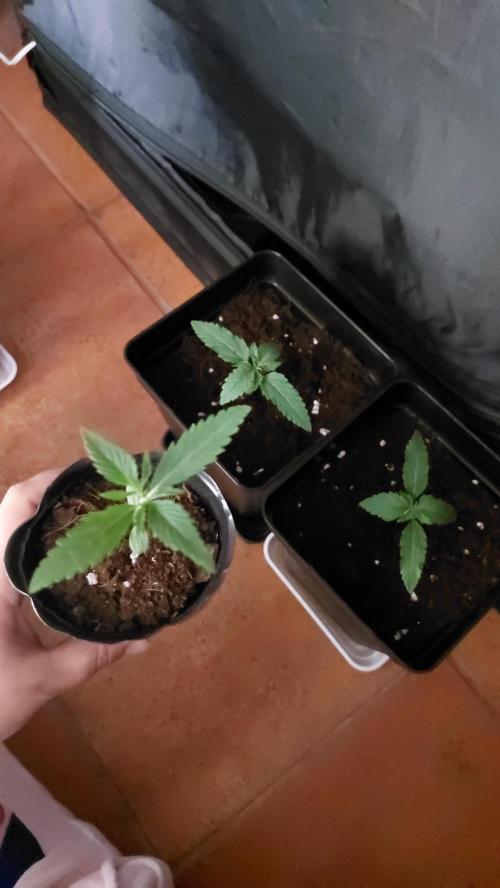 Oreoz Milkshake. Week 1