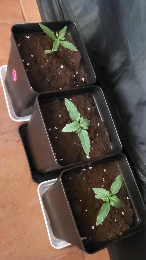 Oreoz Milkshake. Week 1