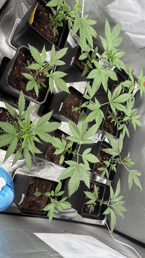 Oreoz Milkshake. Week 2