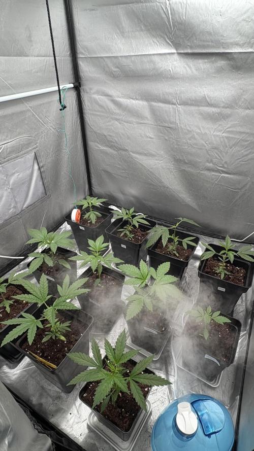 Oreoz Milkshake. Week 2