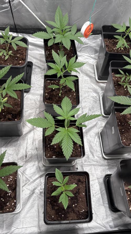 Oreoz Milkshake. Week 2