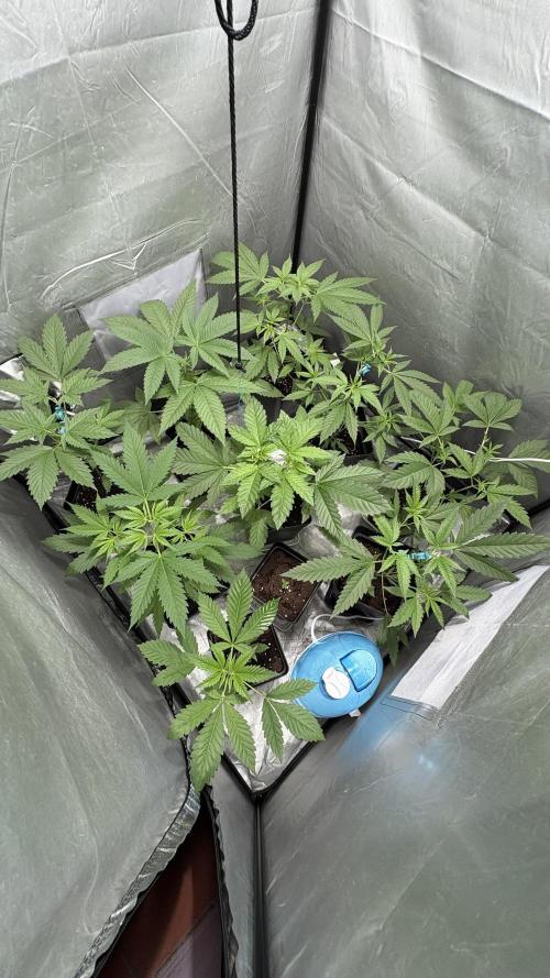 Oreoz Milkshake. Week 4