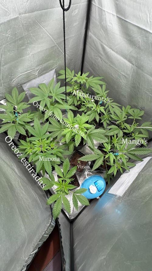 Oreoz Milkshake. Week 4