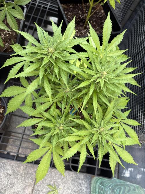 Mix auto - BSF y Dutch Passion. Week 10 - Critical +2